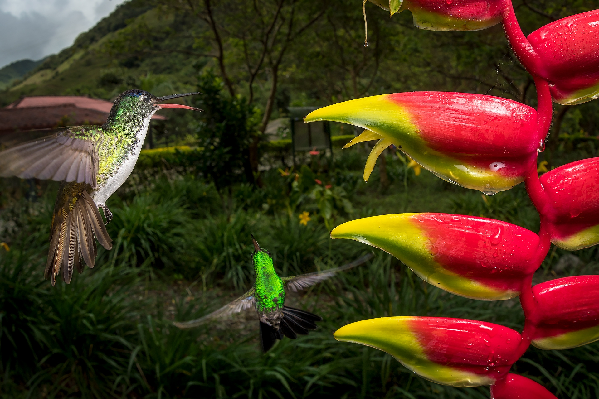In Colombia's Chocó Mountains, an Andean emerald hummingbird and a Western emerald tussle over control of a heliconia flower, anxious for its rich nectar. © Sebastian Di Domenico/TNC Photo Contest 2021 © undefined