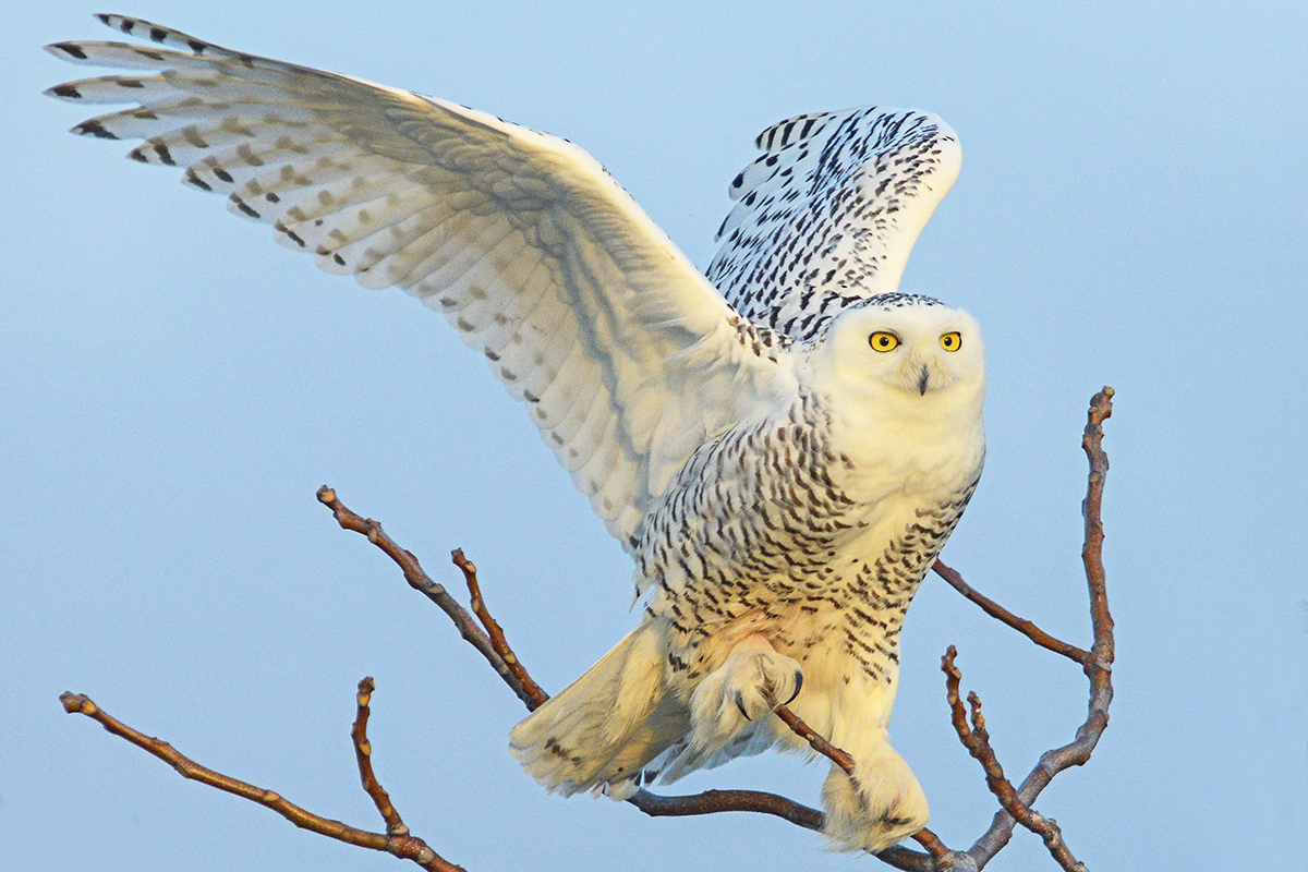 Snowy owl. © Don Bindler/TNC Photo Contest 2015 © Don Bindler/TNC Photo Contest 2015