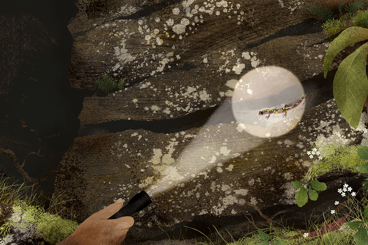 A
flashlight illuminates a rare salamander in a rock crevice. © undefined