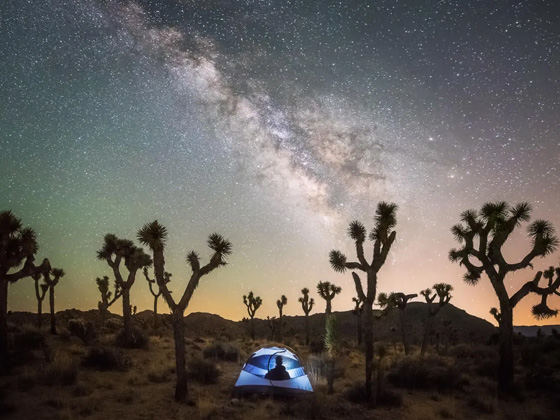 Trees and tent under a star-filled night sky.