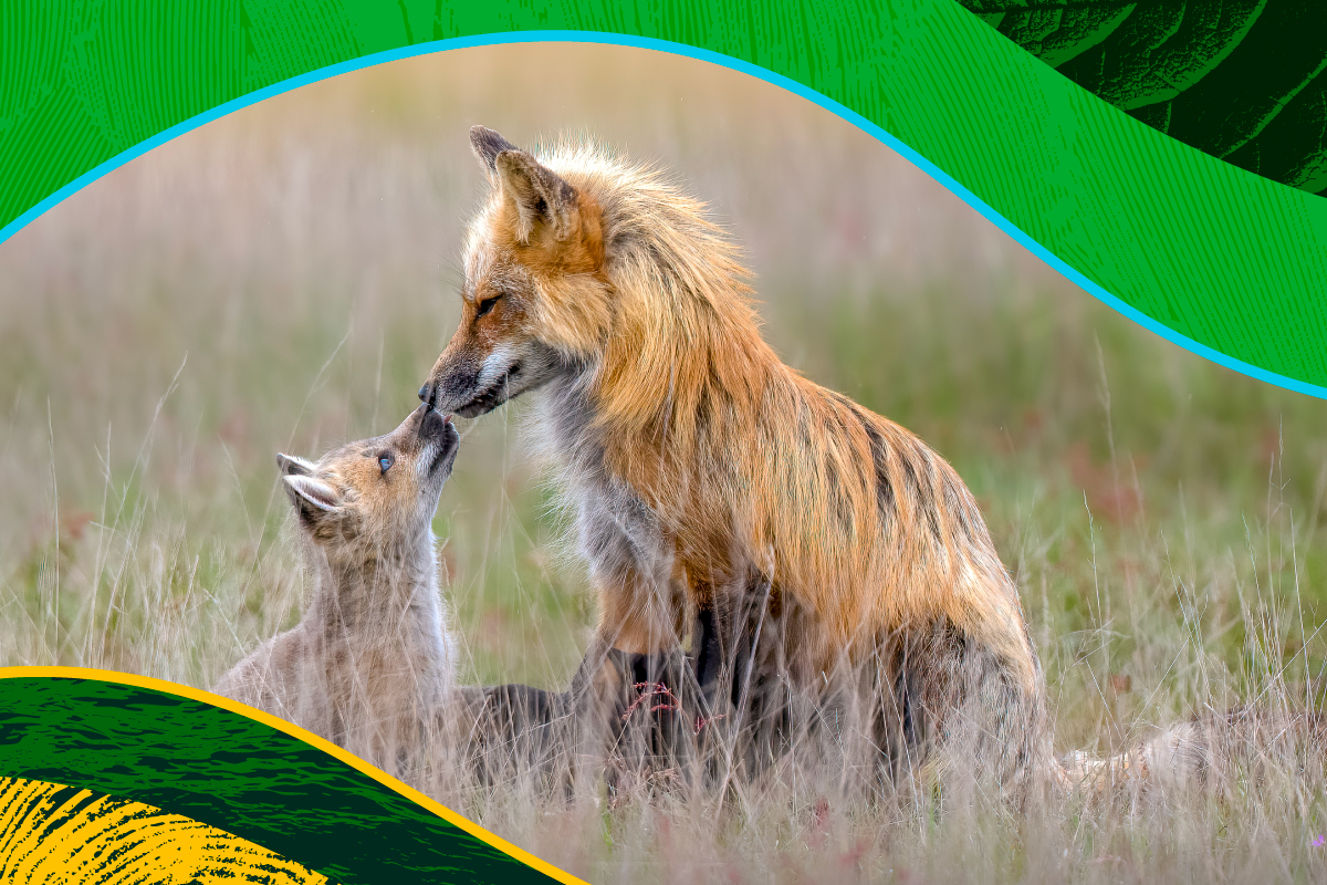 An adult fox and kit rub noses. © undefined