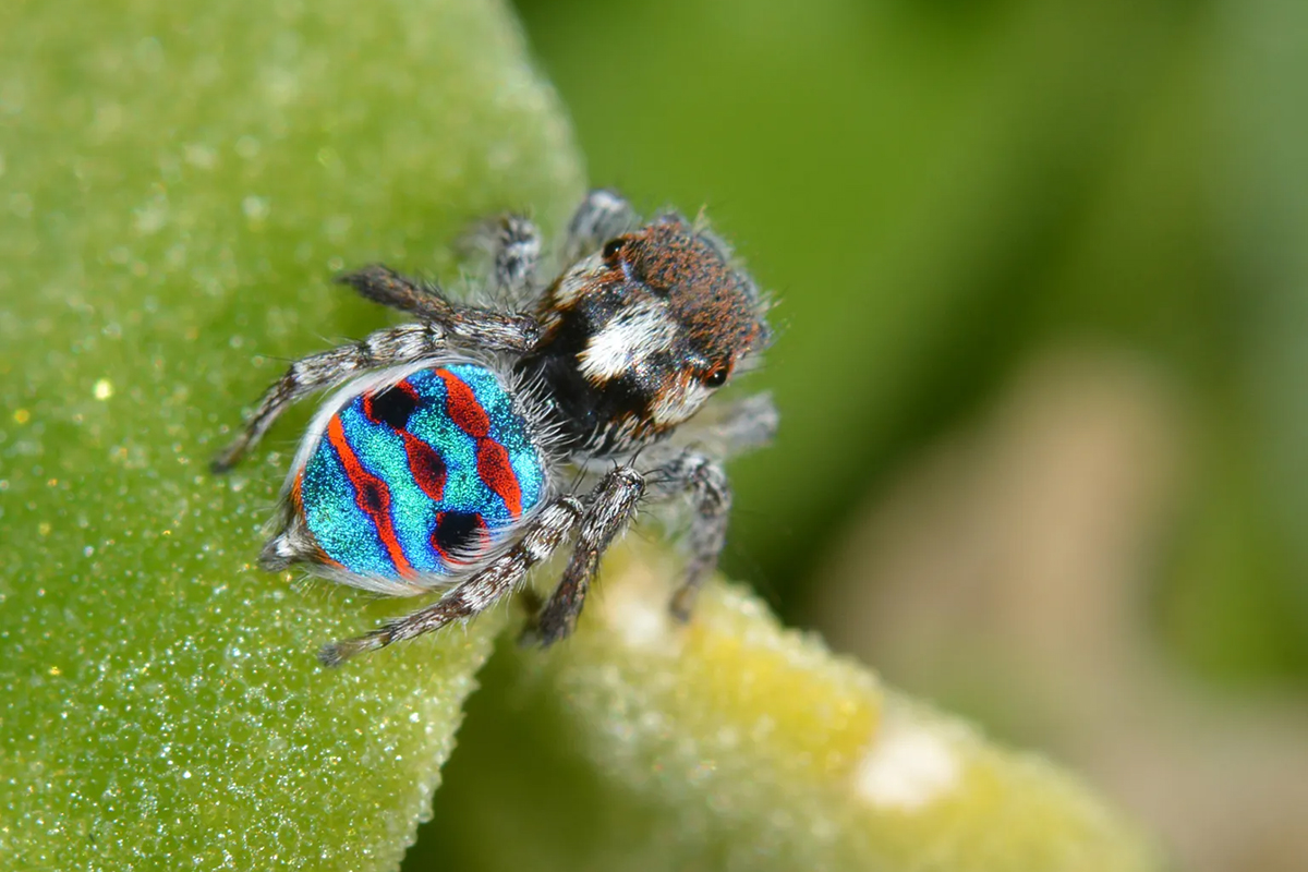 Coastal peacock spider in Australia. © Jean and Fred / Wikimedia Commons © Jean and Fred / Wikimedia Commons