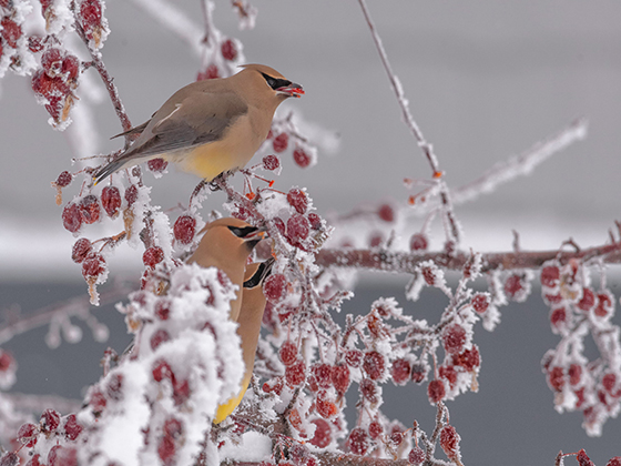 3 Cedar waxings sit on a frozen branch and pick
off red berries.