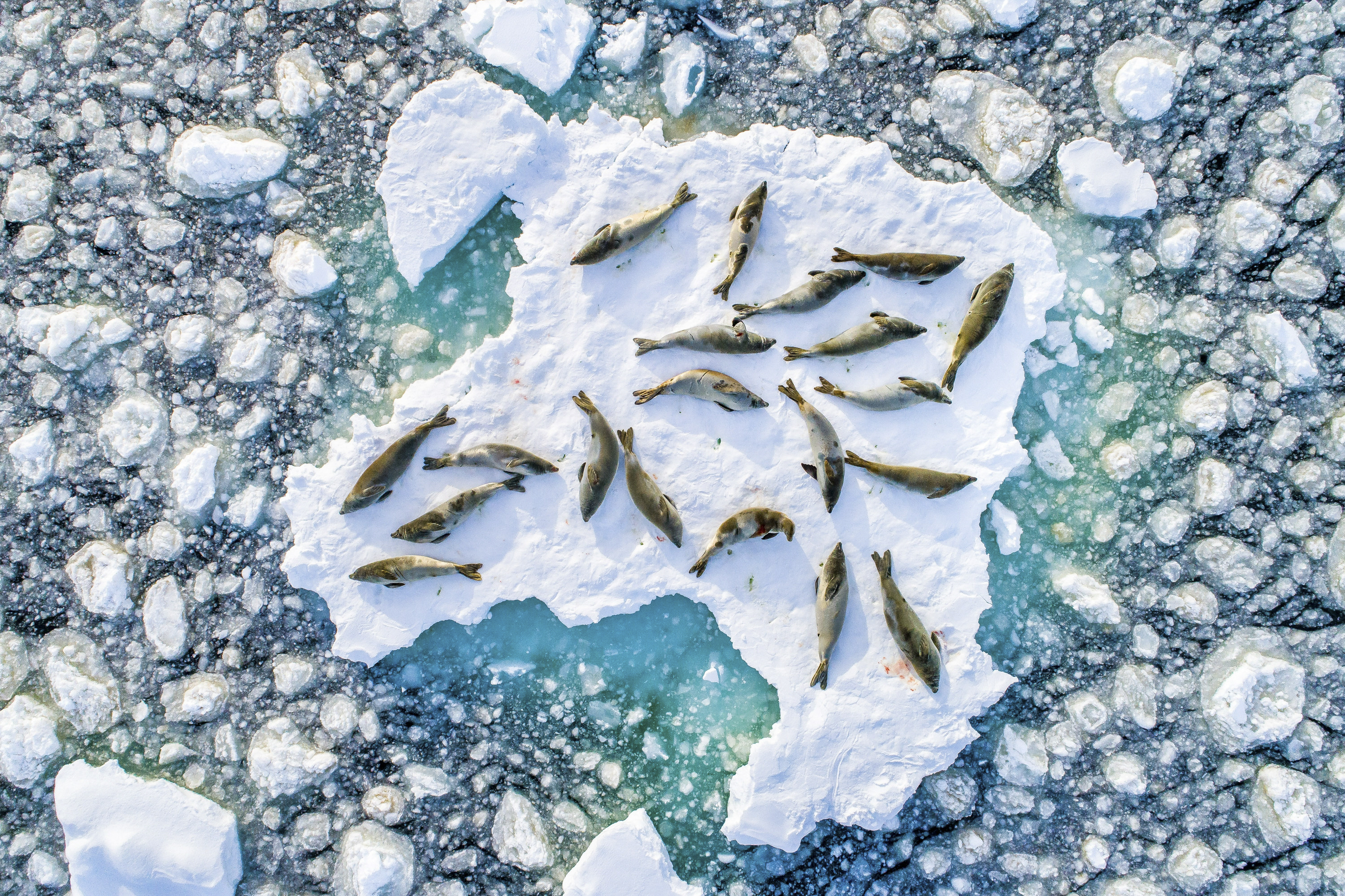 Florian Ledoux took this aerial photo of healthy crabeater seals resting on Antarctic ice. © Florian Ledoux/TNC Photo Contest 2019 © undefined