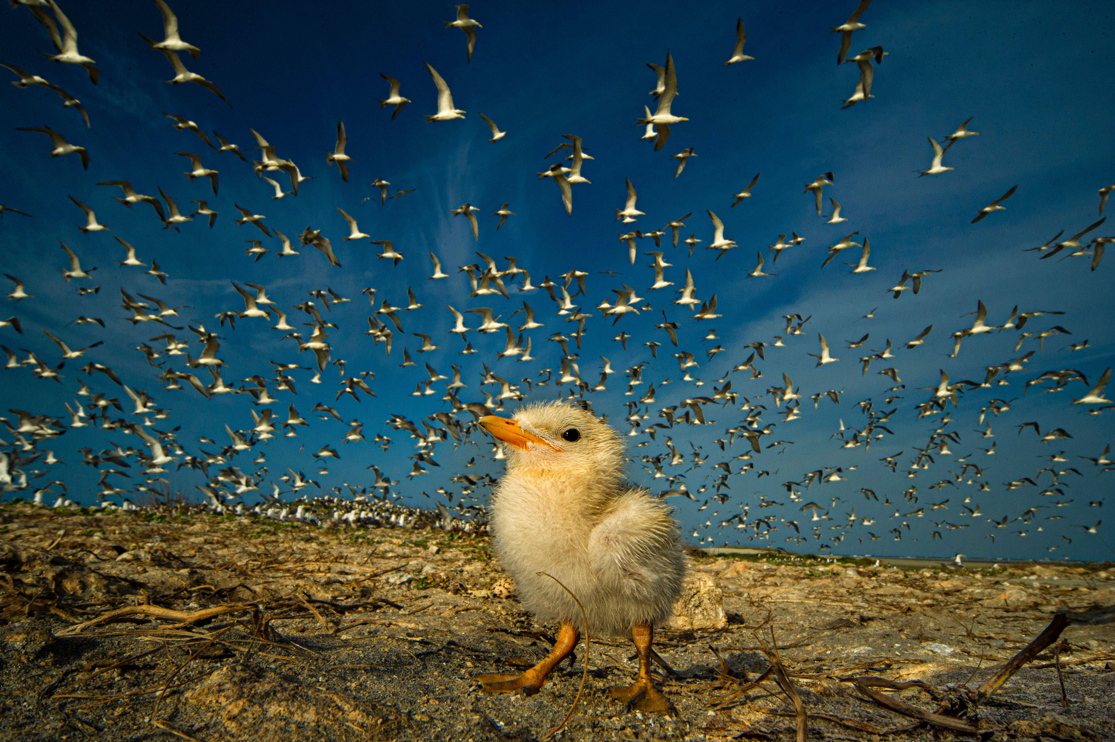 The enduring charm of baby animals. © Lalith Ekanayake/TNC Photo Contest 2022 © undefined
