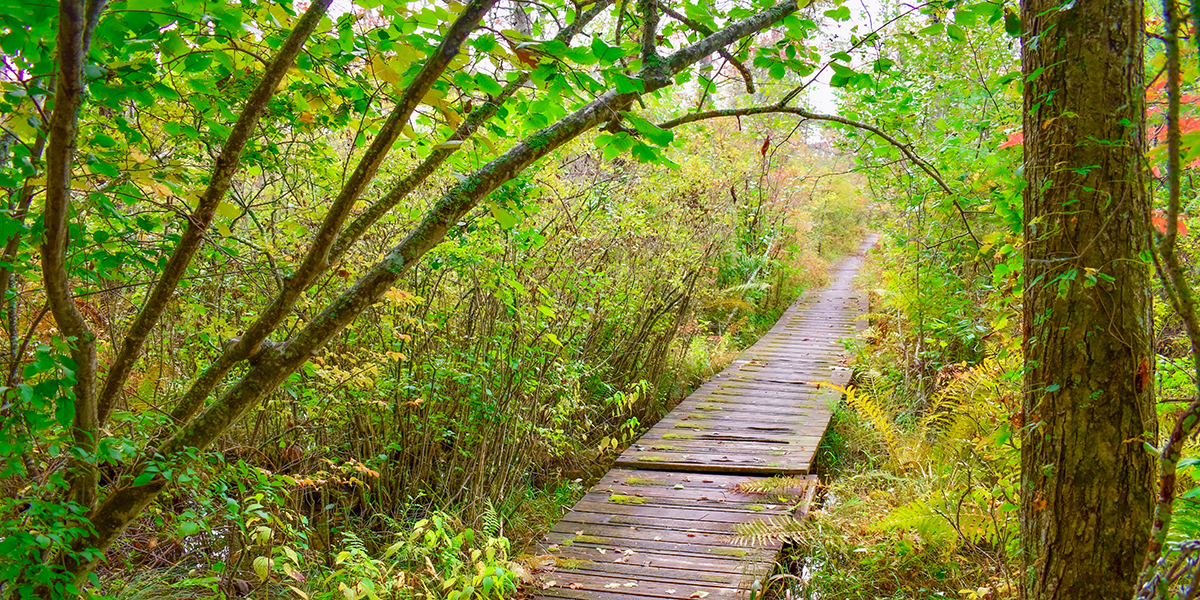 A view of the floating boardwalk trail at Tannersville Cranberry Bog featuring tall, lush green growth on both sides of the wooden boardwalk planks.