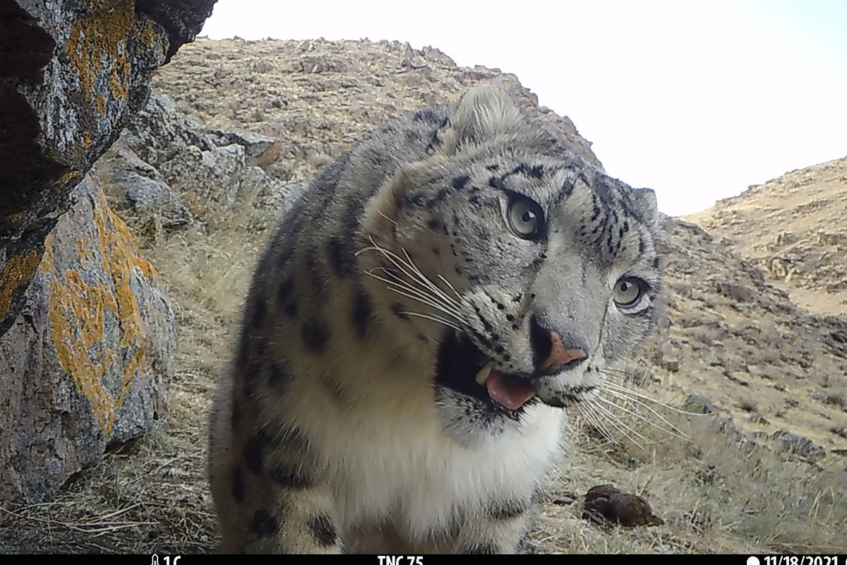 Snow leopard in Mongolia's rocky terrain. © TNC