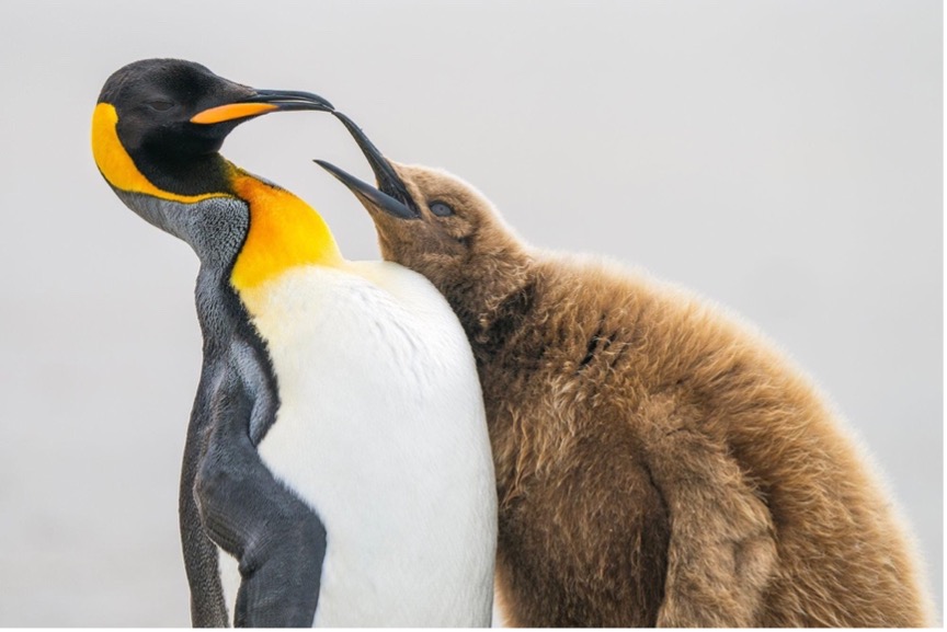 Pingüino rey adulto con su polluelo en las Islas Malvinas. © Levi Fitze /TNC Photo Contest 2023  