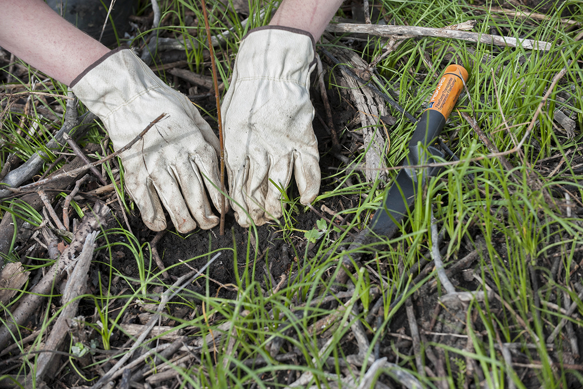 A volunteer's hands plant a young tree during a tree-planting event in Chicago. © Laura Stoecker