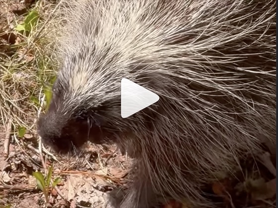 A screenshot of a porcupine video with a play button on top.