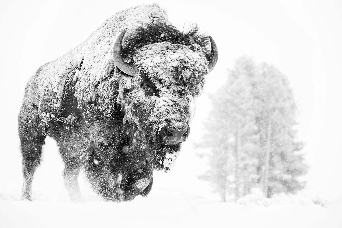 Bison bull in snowy field. © Michael Blissett/TNC Photo Contest 2023 © undefined
