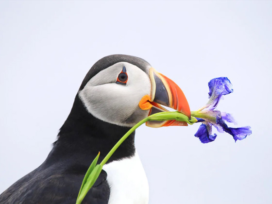 An Atlantic puffin holds a blue flag iris in its beak. 