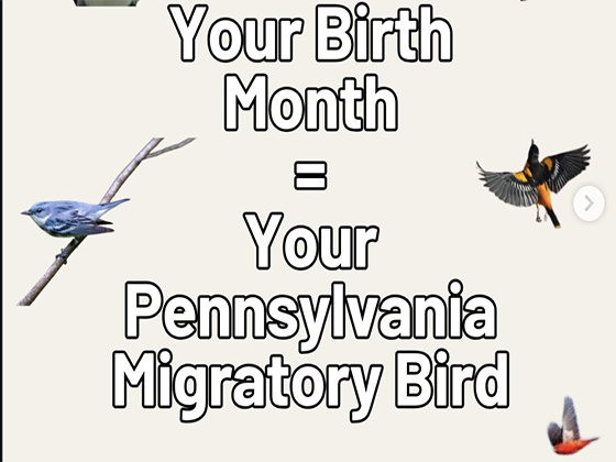 graphic featuring various cut-out migratory birds with the text “your birth month = your migratory bird”.
