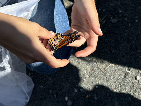 A close-up photo of two hands gently holding a monarch butterfly after placing a tracking sticker on it.