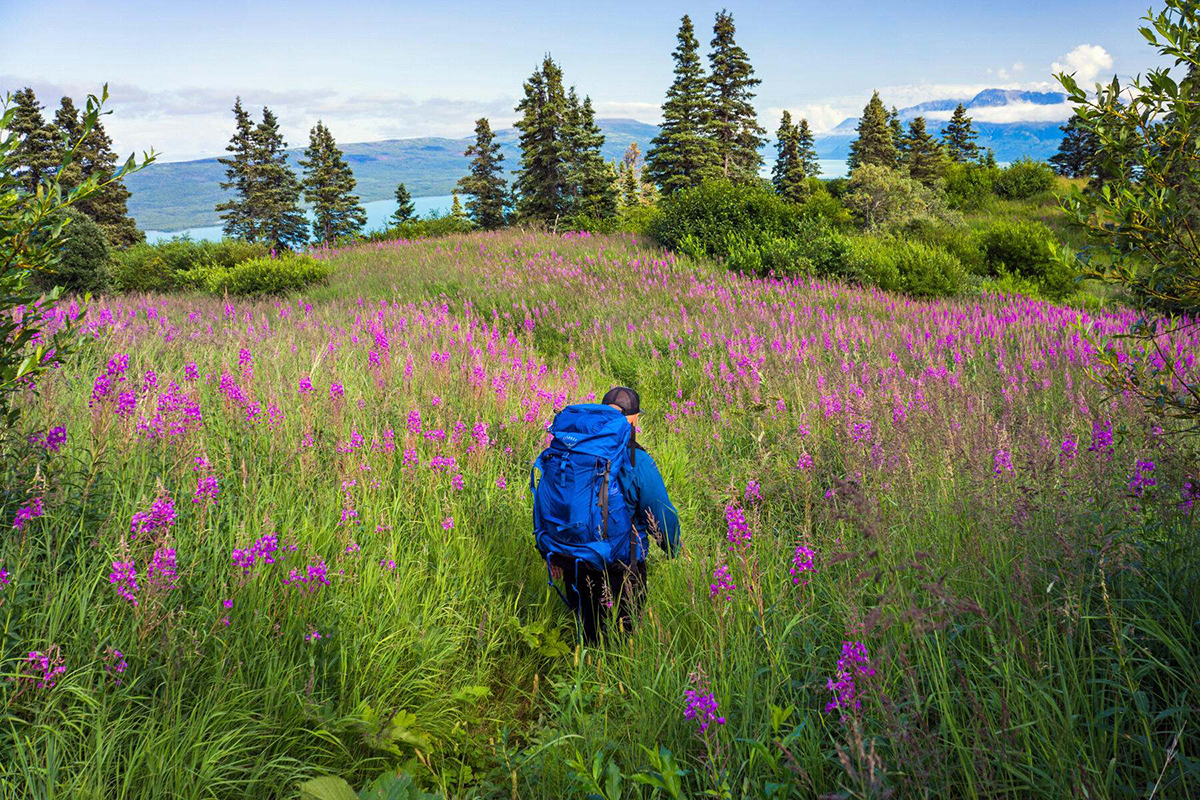A hiker makes his way through a field of fireweed in Alaska's Katmai National Park. © Tom Fenske/TNC Photo Contest 2019