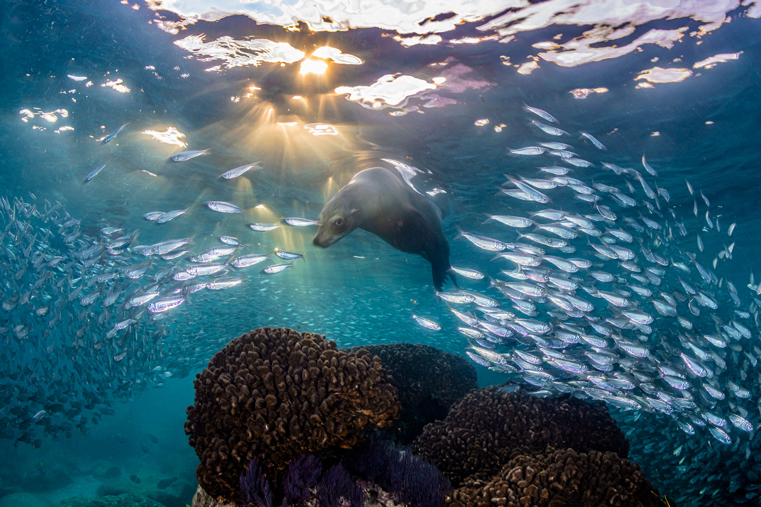 A California sea lion swims through a shoal of sardines at sunset near Isla Espiritu Santo National Park, now a UNESCO World Heritage Site. © Henley Spiers / Nature Picture Library © undefined