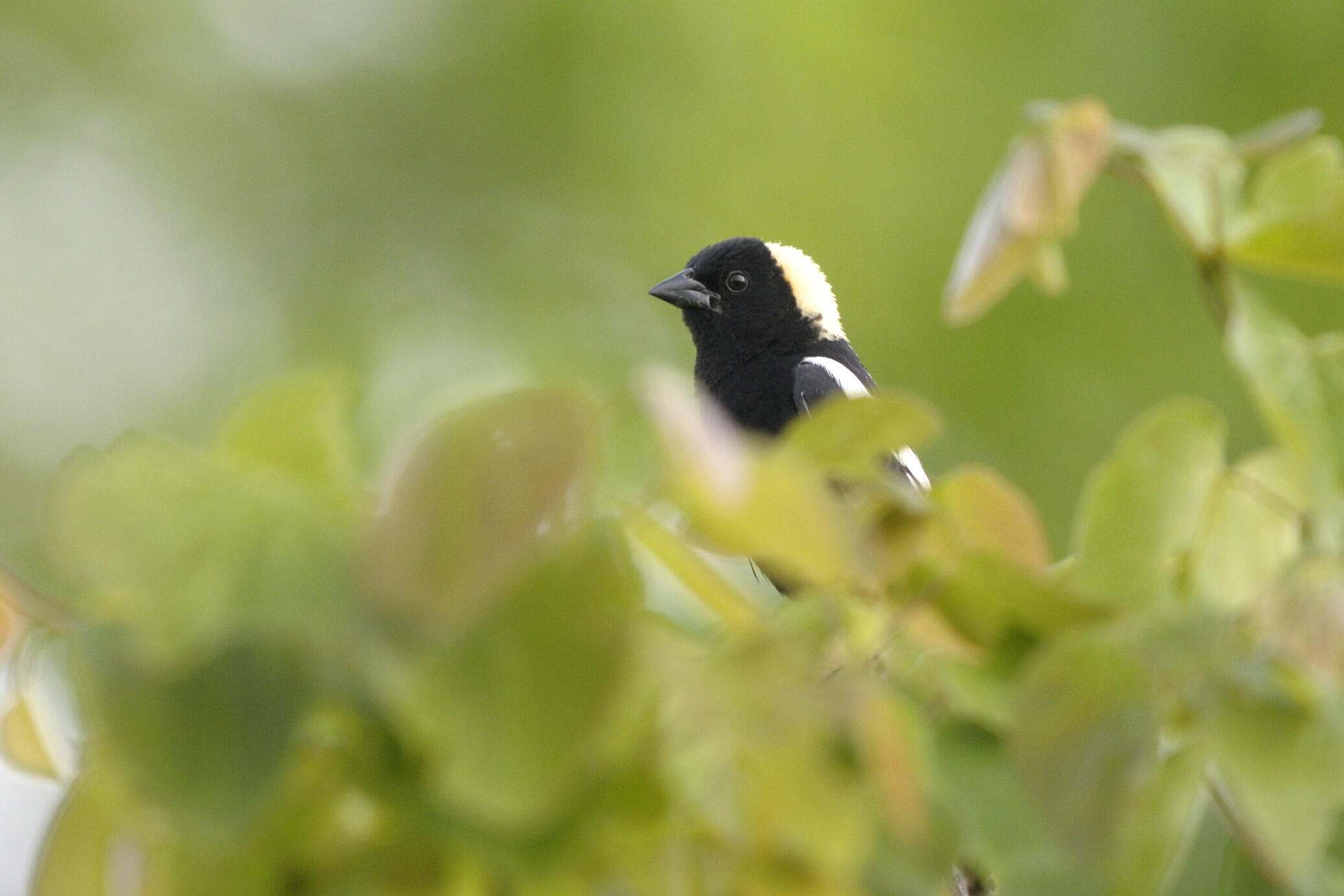 El pequeño bobolink recorre miles de kilómetros cada año, recordándonos que la naturaleza no reconoce fronteras. © Ernie Mastroianni