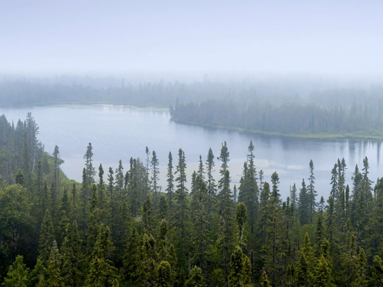 Forest and river. © Ian Shive