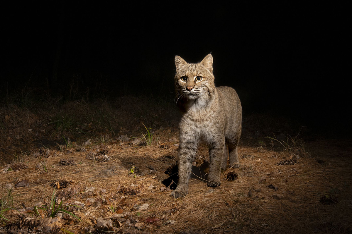Camera trap photo of a bobcat in New Jersey © Steve Winter