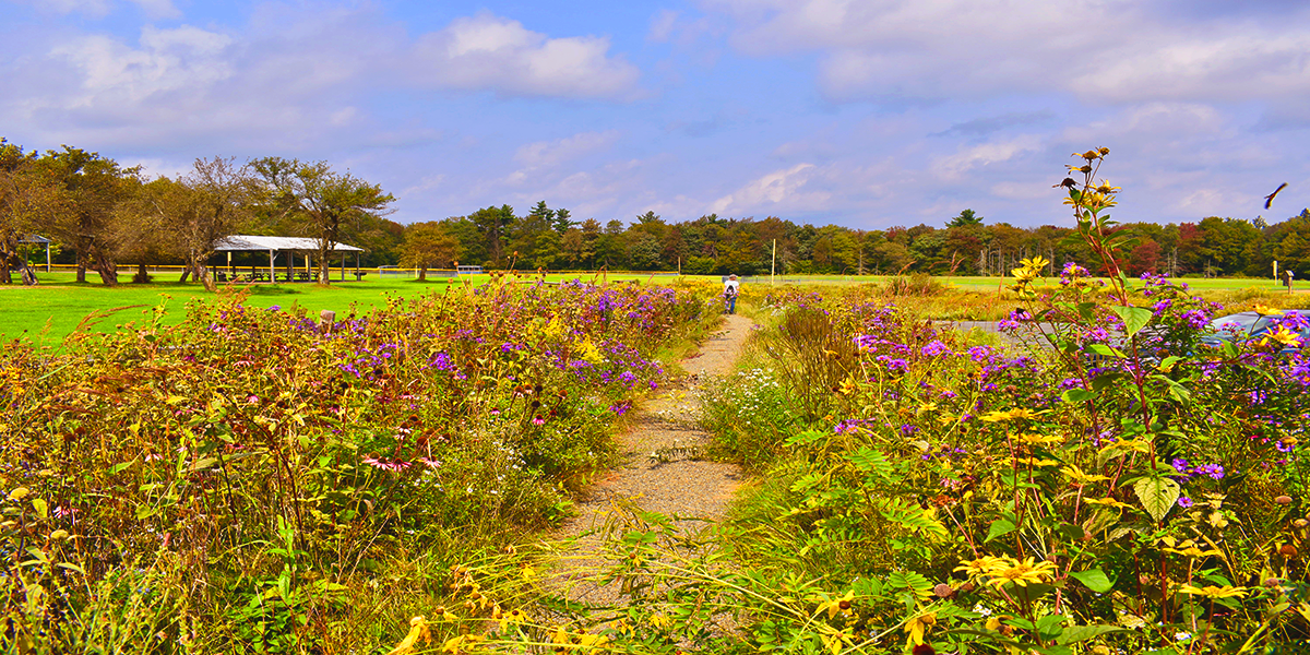 A cleared path runs through a pollinator garden with tall flowers and grasses.