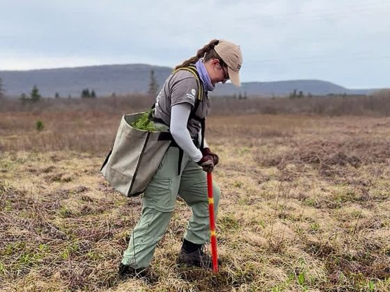 A woman plants a tree.