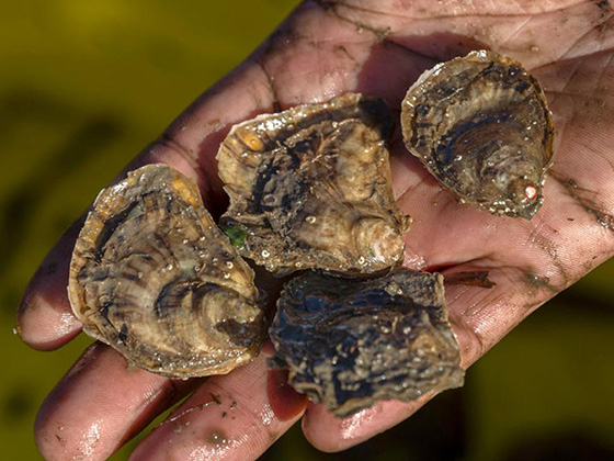 Four oysters in a person's hand.