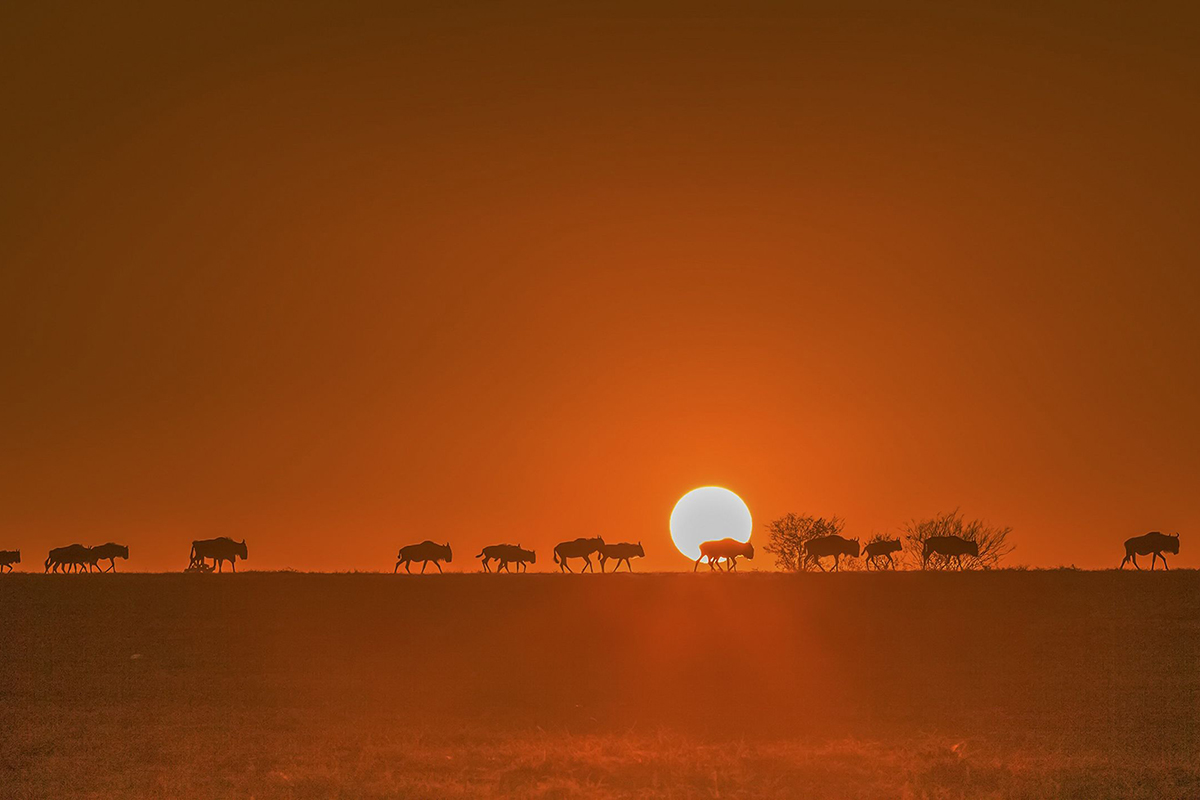 Wildebeests walking in golden light in Masai Mara, Kenya. © David Hua/TNC Photo Contest 2019 © David Hua/TNC Photo Contest 2019