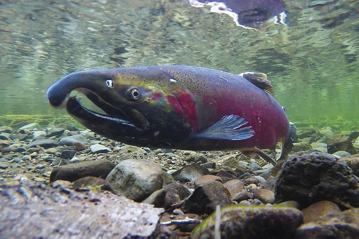 Underwater view of Coho salmon.  © Bureau of Land Management