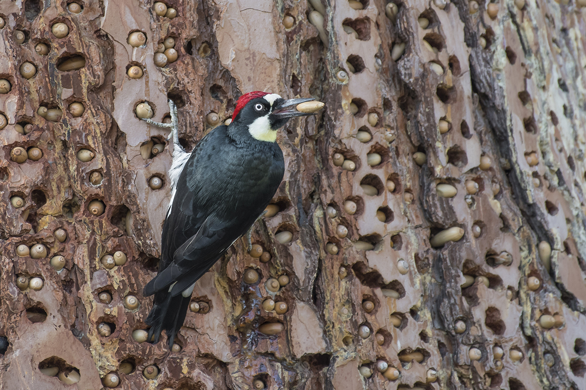 An acorn Woodpecker perches against a tree filled with pockets of acorns. © Mike Marbee / TNC Photo Contest 2019