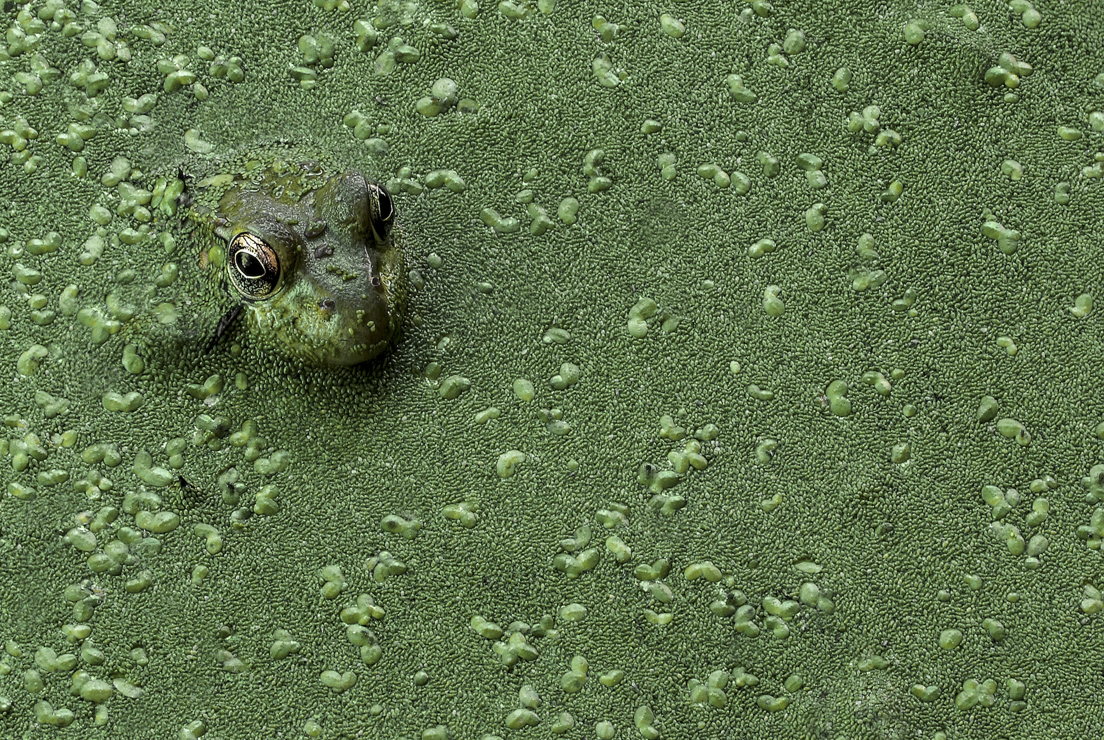 Peeking frog at Holland Ponds in Shelby Township, Michigan. © Mike Moats/TNC Photo Contest 2015 © undefined