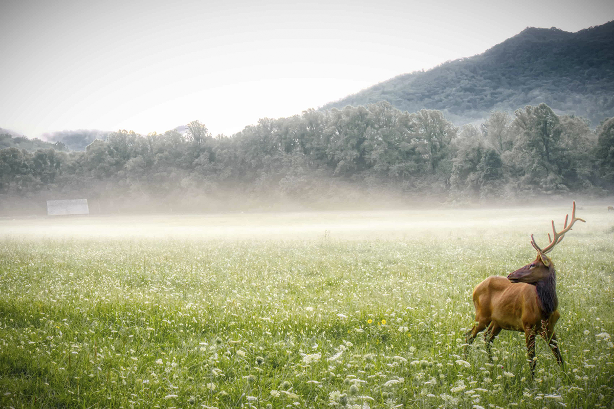 Bull elk in Great Smoky Mountains National Park. © Matthew Long /TNC Photo Contest © Matthew Long /TNC Photo Contest 2019