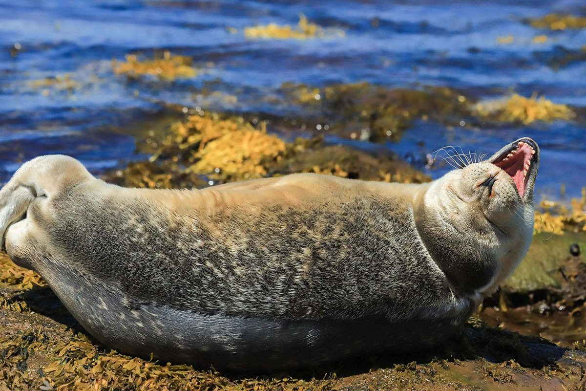 Seal smiling on the shore. © Pam Wright/TNC Photo Contest 2021