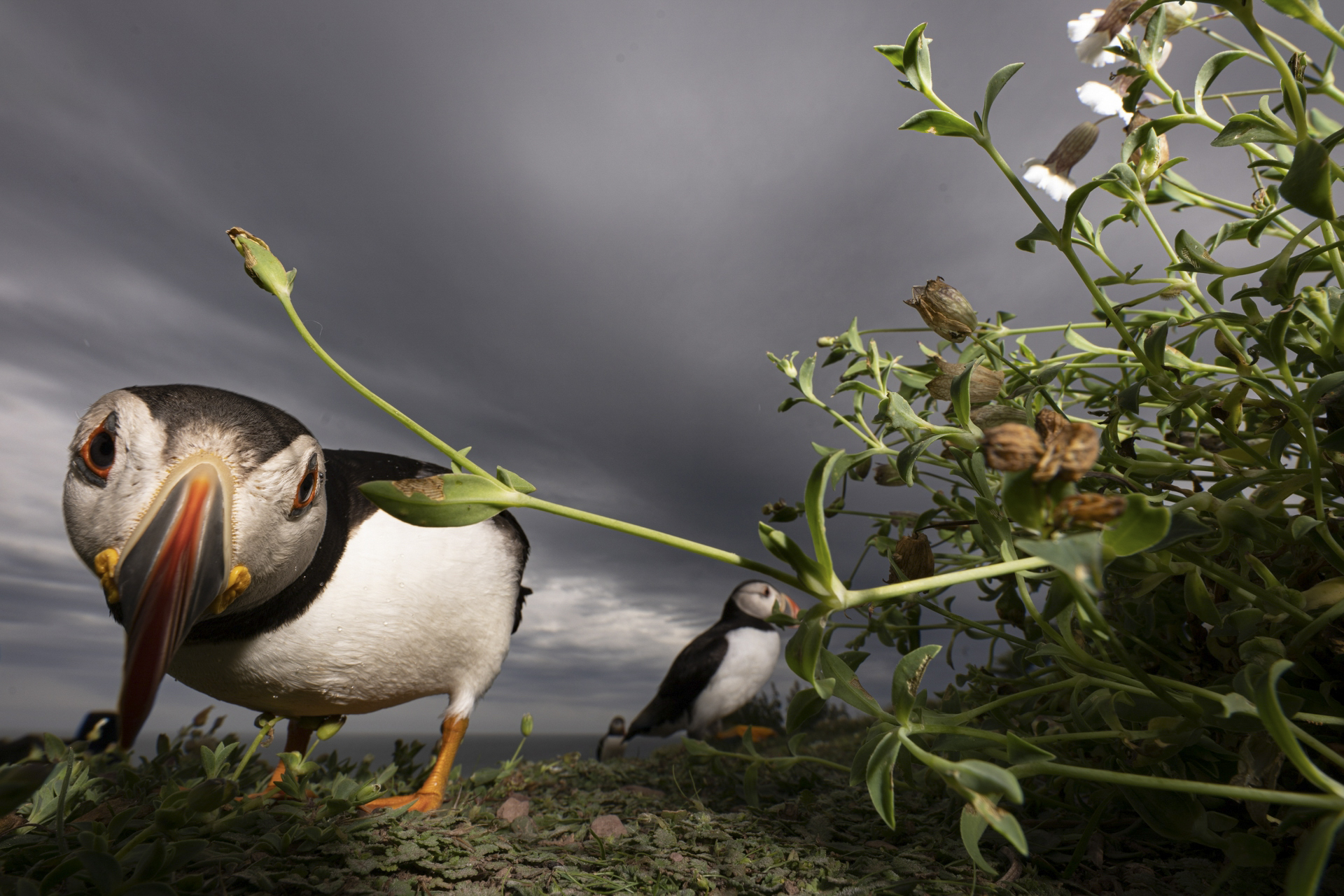 An Atlantic puffin looks curiously at a low-placed camera on Skokholm Island off the coast of Wales. © undefined