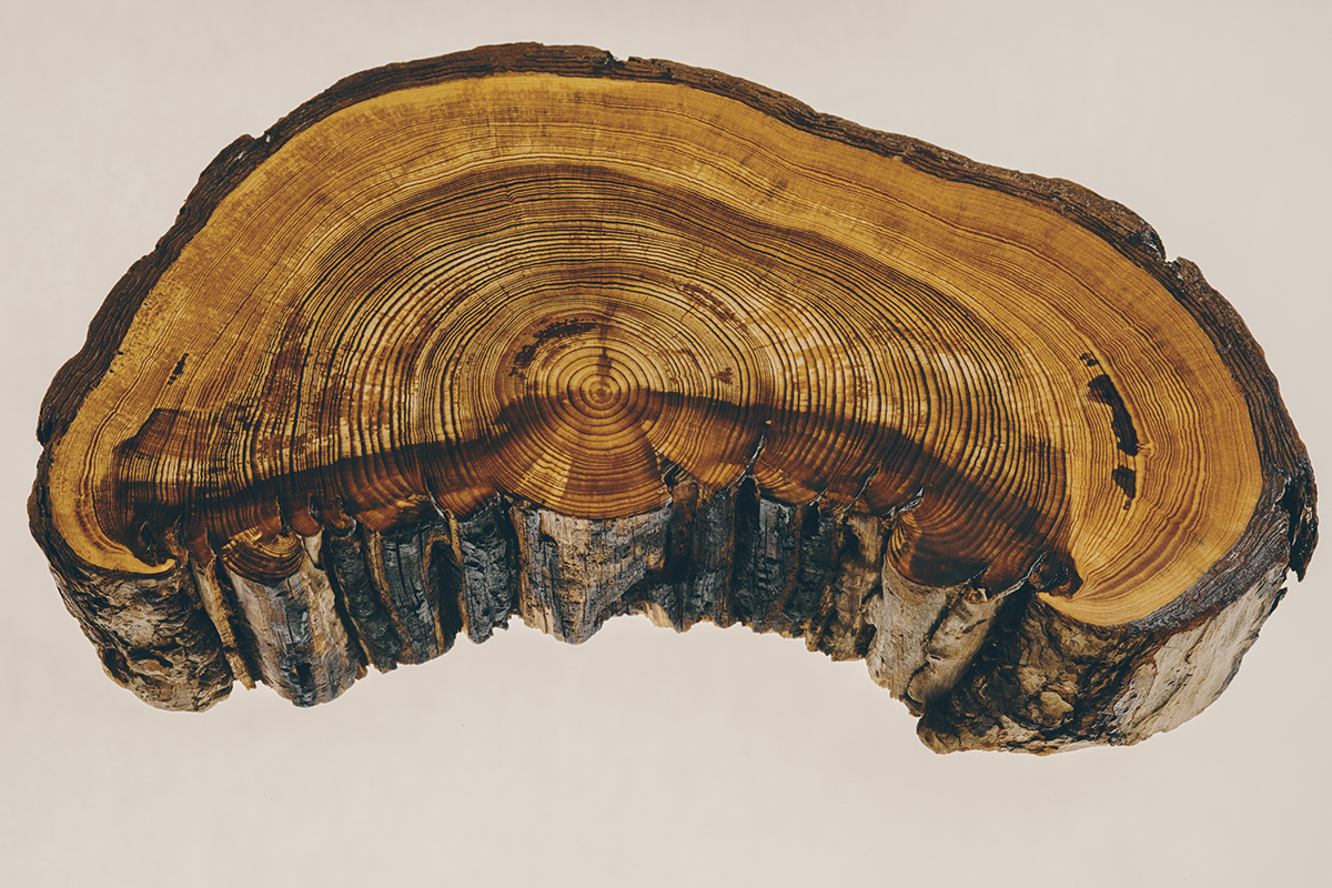 This pitch pine slice shows 183 years of history (1822 to 2005) in Virginia's George Washington National Forest, including regular intervals of fire. © Greg Kahn © undefined