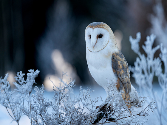 A Barn owl sits on a snowy branch.