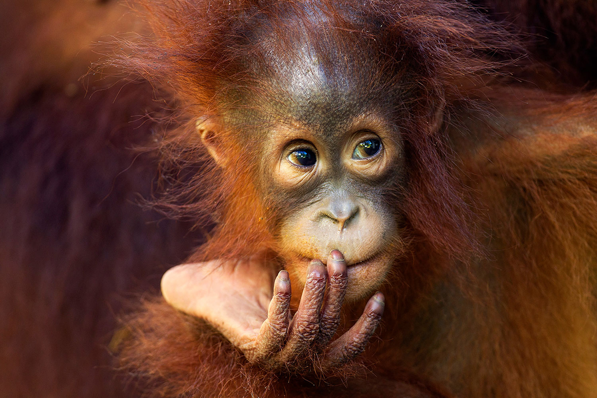 A young orangutan in Central Kalimantan, Borneo, Indonesia. © undefined