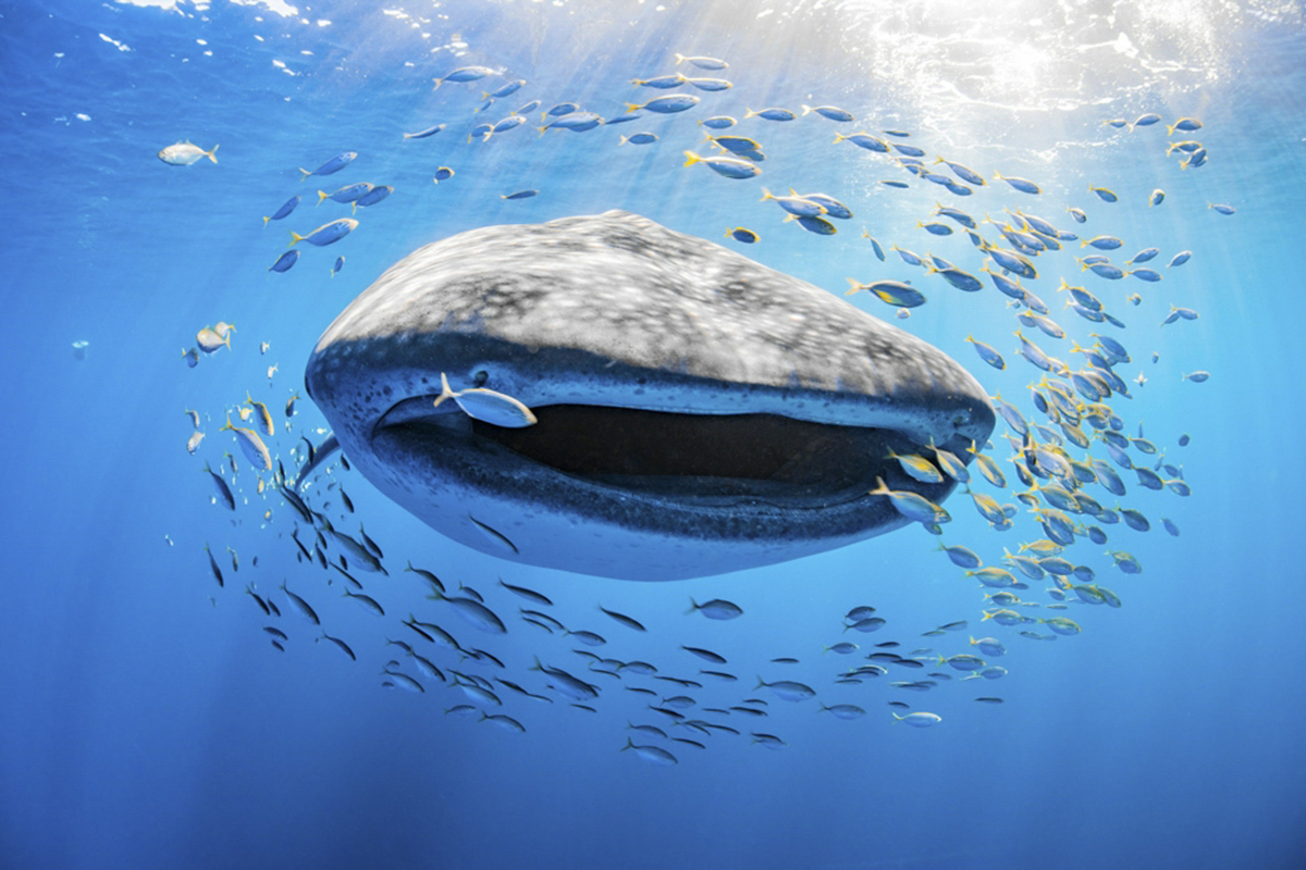 Whale shark with schooling fish, western Australia. © undefined